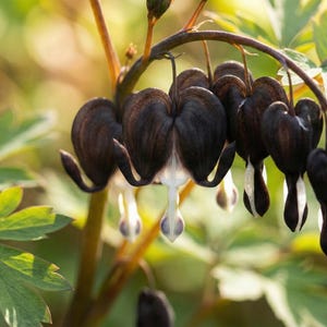 Pode incluir: Close-up de um grupo de flores escuras em forma de coração com pontas brancas, penduradas em um caule curvo. As flores são de uma cor preta profunda. Folhas verdes com bordas brancas cercam as flores, criando um tema botânico natural.
