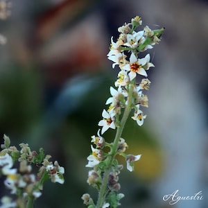 Puede incluir: Primer plano de una planta floreciente con pequeñas flores blancas y centros rojos. El tallo de la planta es verde y el fondo está borroso, con toques de verde y marrón.