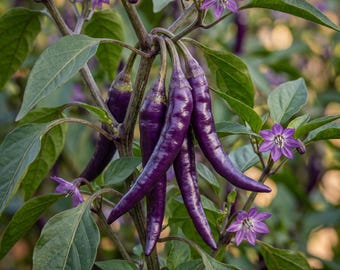 Pimiento cayena morado, 30 semillas - Variedad rara de chile picante tradicional para huertos caseros