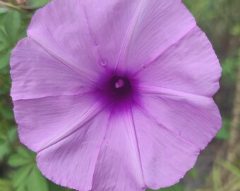 Semi di Ipomoea mattutina: 50 semi di Ipomoea purpurea viola rampicante