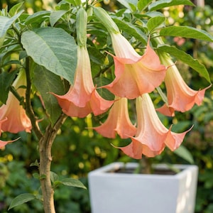 Puede incluir: Primer plano de una planta floreciente con grandes flores en forma de trompeta, de color melocotón. Las flores cuelgan hacia abajo de tallos verdes, rodeadas de hojas verdes. La planta está en una maceta cuadrada blanca, con un fondo verde borroso.