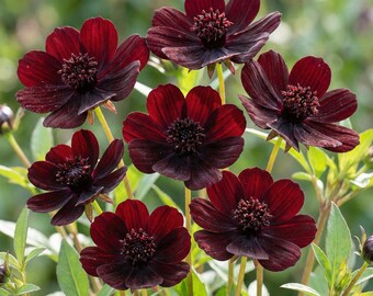 Cosmos atrosanguineus, planta perenne color granate oscuro con aroma a chocolate