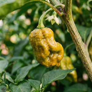 Op de afbeelding: Een close-up van een geelgroene peper met een bobbelige textuur, hangend aan een groene stengel. De peper is omgeven door groene bladeren en een vage achtergrond. De peper heeft een unieke, onregelmatige vorm.