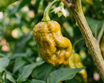 World’s Hottest Pepper X,Bhut Jolokia, Jalapeno Pepper Rare Superhot Chili for Extreme Gardening
