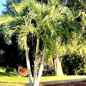 マニラヤシ（Adonidia merrillii）クリスマスパーム 15粒 低メンテナンス 生きた熱帯植物