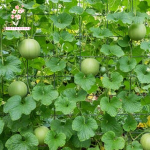 Heirloom Honeydew Melon Seeds: Green Flesh, Sweet Fruit (150 Seeds