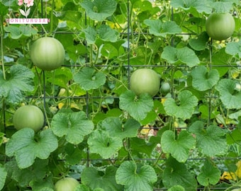 Heirloom Honeydew Melon Seeds: Green Flesh, Sweet Fruit (150 Seeds