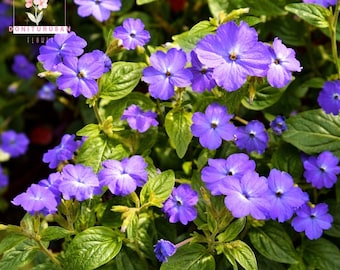 50 Browallia Amethyst Seeds, Violet Blue Purple Flowers, Easy Bush Annual