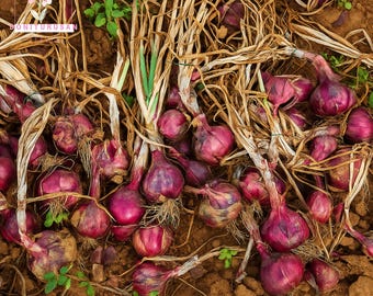 250 Red Burgundy Onion Seeds: Sweet Heirloom Allium Cepa
