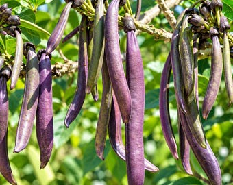 Indian Trumpet Flower Tree Seeds, Oroxylum Indicum, Exotic Tropical Plant (20 Seeds)