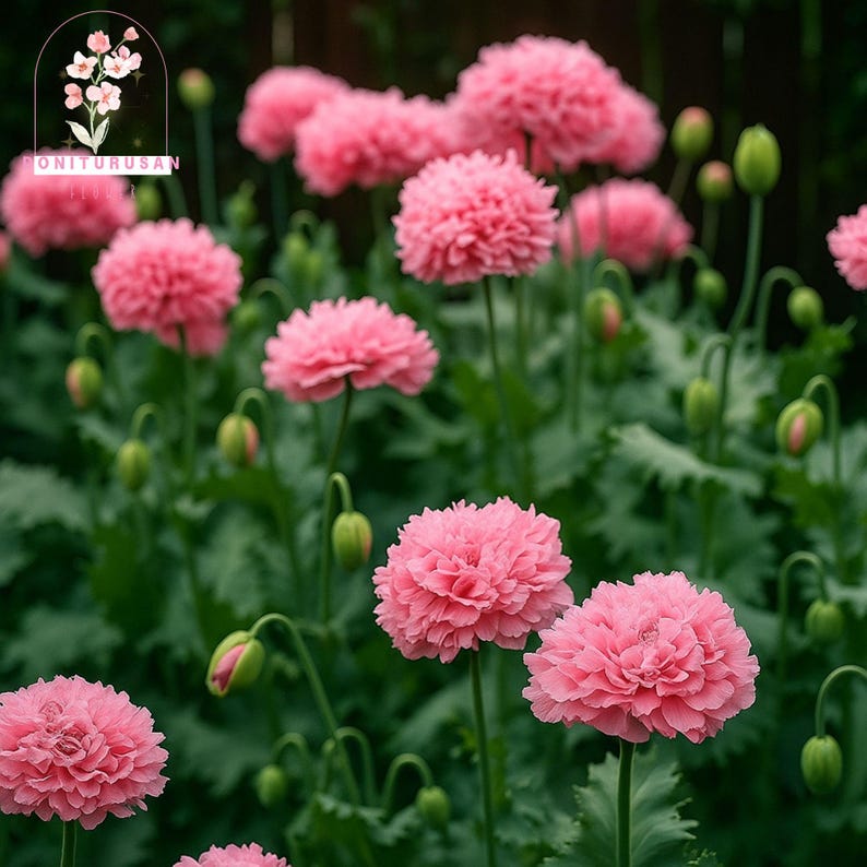 Bombast Rose Peony Poppy Seeds, Double Pink Blooms (250 Seeds) - Etsy