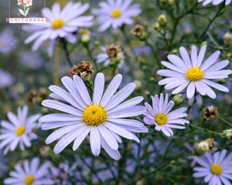 250 Sky Blue Aster Seeds, Azure Blue Wildflowers, Late Season Blooms, Pollinator Garden Favorite