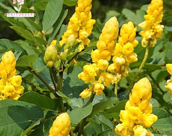 20 Candle Bush Senna alata Seeds, Yellow Torch Blooms, Shrub Tropical Landscape