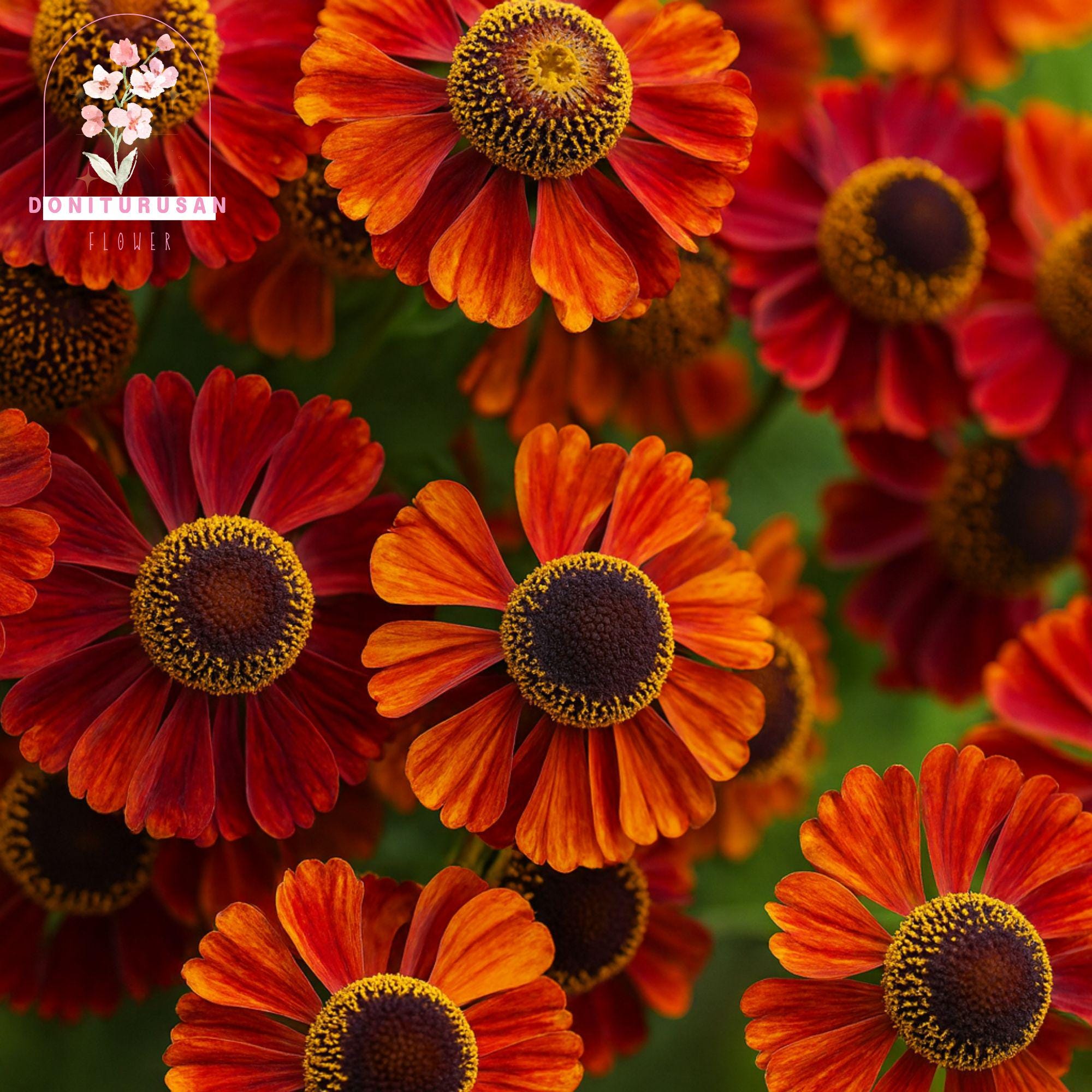 Helenium Autumn 100 Helenium Autumn Leaves Seeds, Mixed Color Sneezeweed Flowers ...