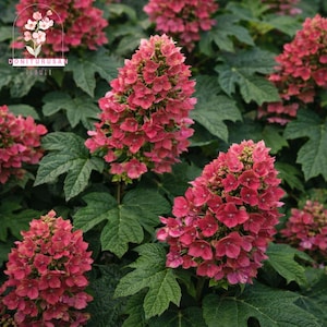 May include: Close-up of a cluster of pink hydrangea flowers in full bloom. The flowers are densely packed and have a cone-like shape. The leaves are large, green, and have a textured appearance. The image includes the text "DONITURUSA FLOWER".