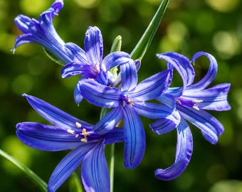 10 Seeds Blue Siberian Lily Seeds Mountain Ixia Flower Ixiolirion Tataricum rare perennial blooms