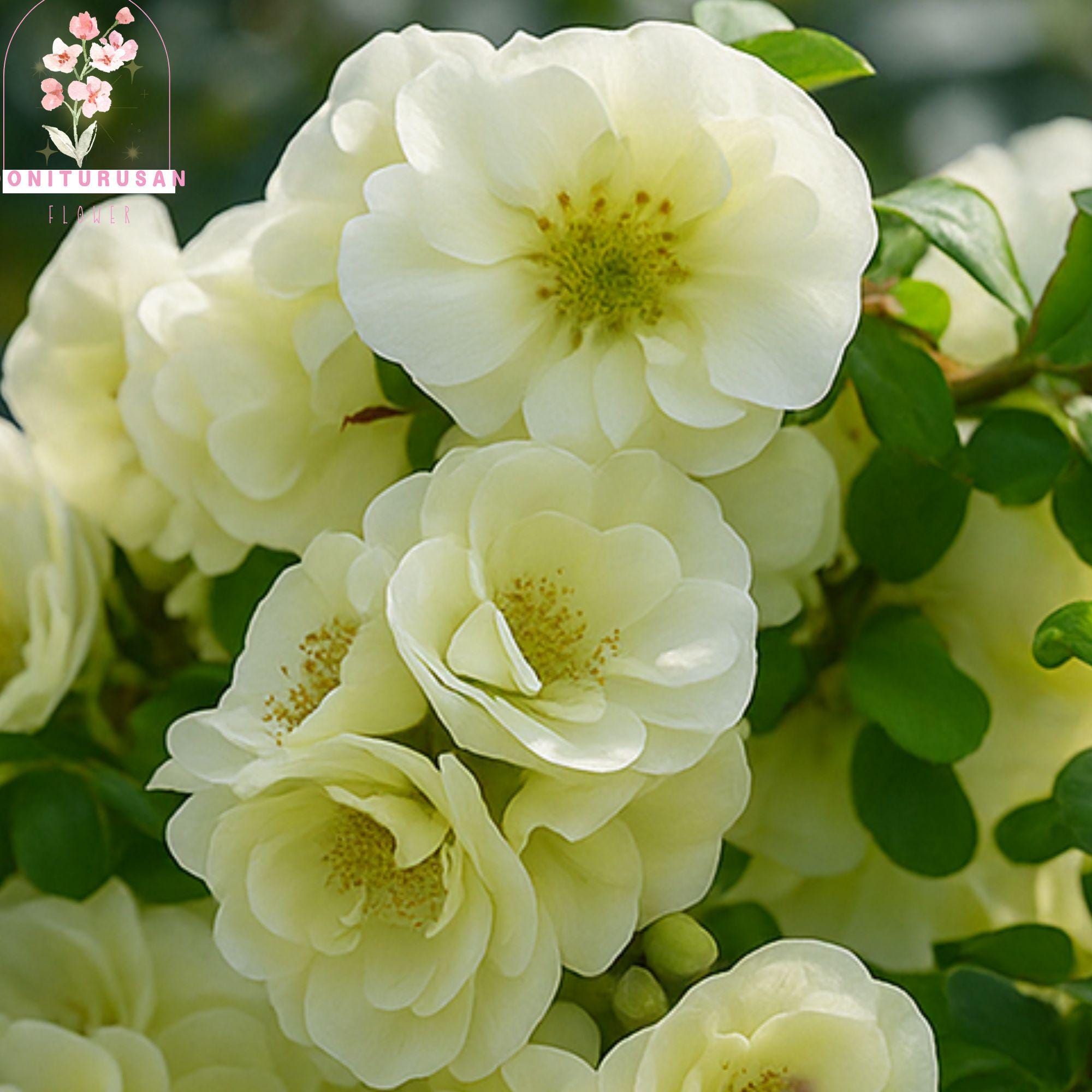 Double Take Eternal White Quince, Live Flowering Shrub in 4” Pot - Etsy