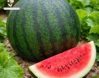 25 Sugar Baby Watermelon Seeds, Mini Sweet Melons, Early Harvest, Heirloom Garden Fruit