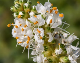 1000 Seeds White Prairie Clover Seeds Dalea Candida Native Wildflower Pollinator Friendly