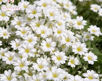 1500 Snow in Summer Seeds, Cerastium Groundcover, Silver Foliage White Flowers