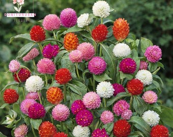 50 Globe Amaranth Seeds, Mixed Colors Gomphrena Flowers, Long Lasting Blooms