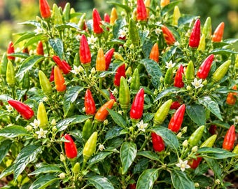 Bird's Eye Chili Pepper Seeds, Capsicum frutescens, Hot Red Peppers (30 Seeds)