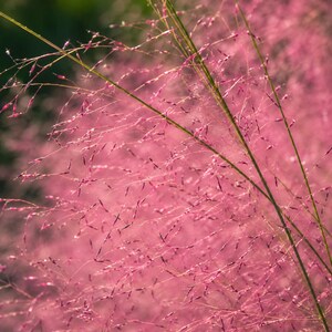 100 Seeds Purple Lovegrass Seed Eragrostis Spectabilis Native Wildflower Ornamental Grass