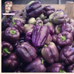 Purple Beauty Pepper Seeds: Sweet Heirloom Bell, High Yield (75 Seeds