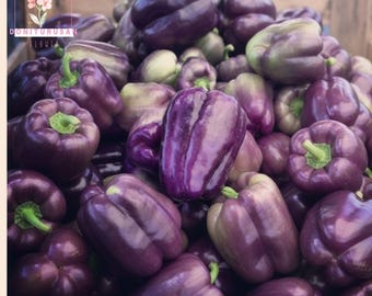 Purple Beauty Pepper Seeds: Sweet Heirloom Bell, High Yield (75 Seeds