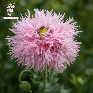 May include: A close-up of a pink poppy flower with feathery petals. The flower has a yellow center and a green stem with a bud. The image has the text "DONITURUSAN FLOWER" in the upper left corner.
