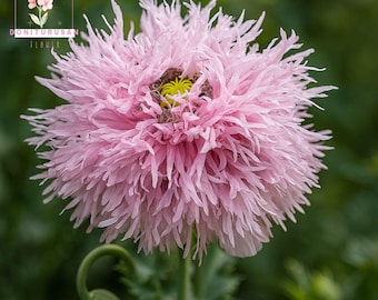 500 Lilac Pompom Peony Poppy Seeds, Colorful Fringed Pompon Blooms, Purple Ruffled Petals