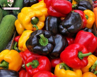 150 Rainbow Bell Pepper Seeds, Sweet Mixed Colors, Red Green Yellow Orange Purple White