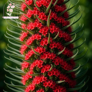 May include: Close-up of a vibrant red flower spike with numerous small, clustered blossoms. The flower has long, green, pointed leaves that curve gracefully. The background is a soft, blurred green, highlighting the flower's vivid color and intricate details. The flower is a type of plant.