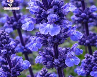 50 Oxford Blue Sage Seeds, Painted Clary Salvia, Vibrant Blue Bracts
