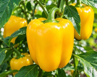 Golden Yellow Bell Pepper Seeds, California Wonder, Sweet Crisp Vegetable (100 Seeds)