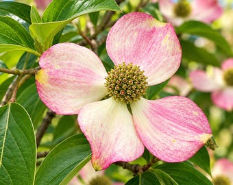 Pink Dogwood Seeds, Cornus capitata Angustata, Ornamental Flowering Tree (5 Seeds)