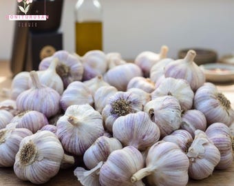 Siberian Garlic Bulbs – 3 Whole Bulbs – Purple Stripe Hardneck – For Eating or Planting