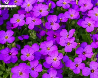 May include: A close-up of vibrant purple flowers with yellow centers. The flowers have five petals and are surrounded by green foliage. The image includes the text "ONITURUSAN FLOWER" in the upper left corner.