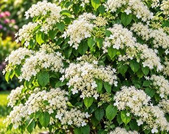 Climbing Hydrangea Seeds, White Lacecap Flowers, Woody Vine (50 Seeds)