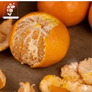 20 Tangerine Mandarin Orange Seeds: Sweet Citrus Tree, Zones 8-11