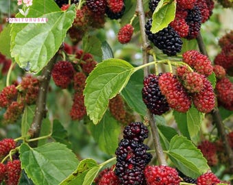 50 Black Mulberry Tree Seeds, Sweet Dark Berries, Fruit Tree for Home Gardens