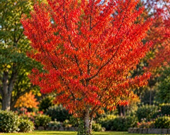 Tatarian Flame Maple Seeds, Acer tataricum, Ornamental Fall Color Tree (20 Seeds)