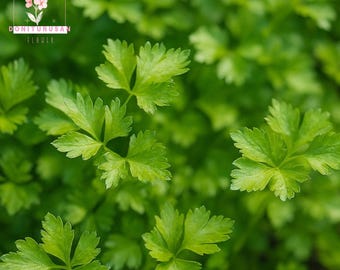 1000 Tall Utah Celery Seeds, Crisp Green Heirloom Vegetable, Fresh Garden Flavor