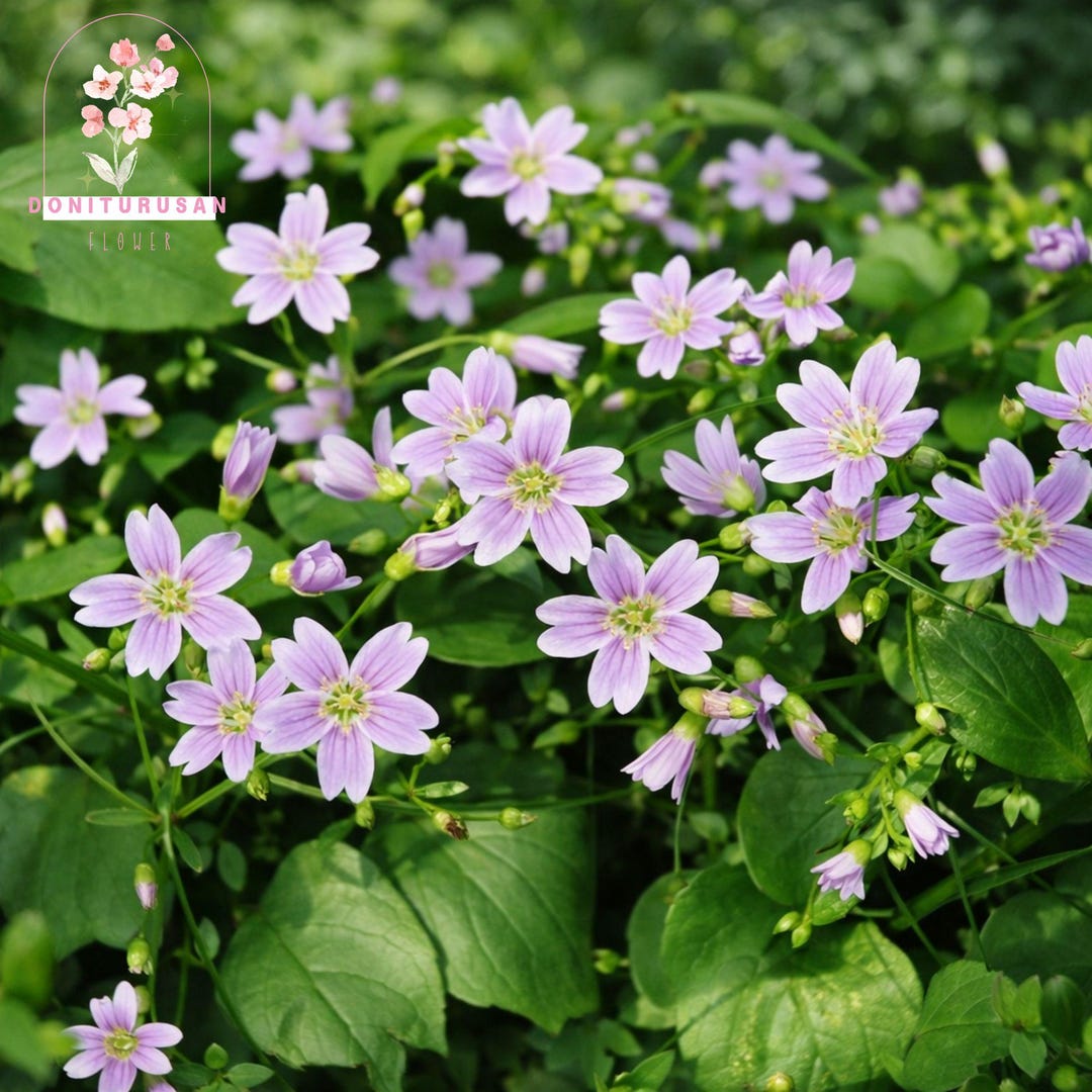 20 Siberian Spring Beauty Seeds, Claytonia Sibirica Candy Flower, Pink ...