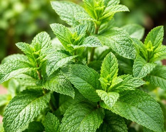 Spearmint Seeds, English Mint, Culinary Herb, Tea Garden, Pollinator Friendly, Perennial Plant