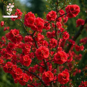 May include: A close-up of a flowering quince bush with vibrant red blossoms. The flowers are clustered along the branches, creating a dense display of color. The image includes the text "DONITURUSA FLOWER".