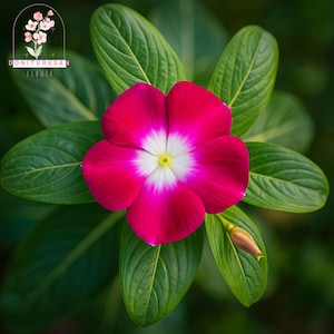 May include: A vibrant pink flower with a white center and yellow accents, surrounded by lush green leaves. The flower is in full bloom, showcasing its petals. The image also includes a flower bud. The text "DONITURUSA FLOWER" is in the upper left corner.