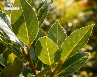 Bay Leaf Tree Live Plant, Culinary Herb, Sweet Bay Evergreen, Laurus nobilis