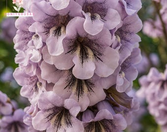 350 Royal Empress Tree Seeds, Paulownia tomentosa Fast Growing, Showy Fragrant Tree