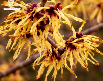 30 Witch Hazel Tree Seeds, Yellow Fall Blooms, Shrub Tree